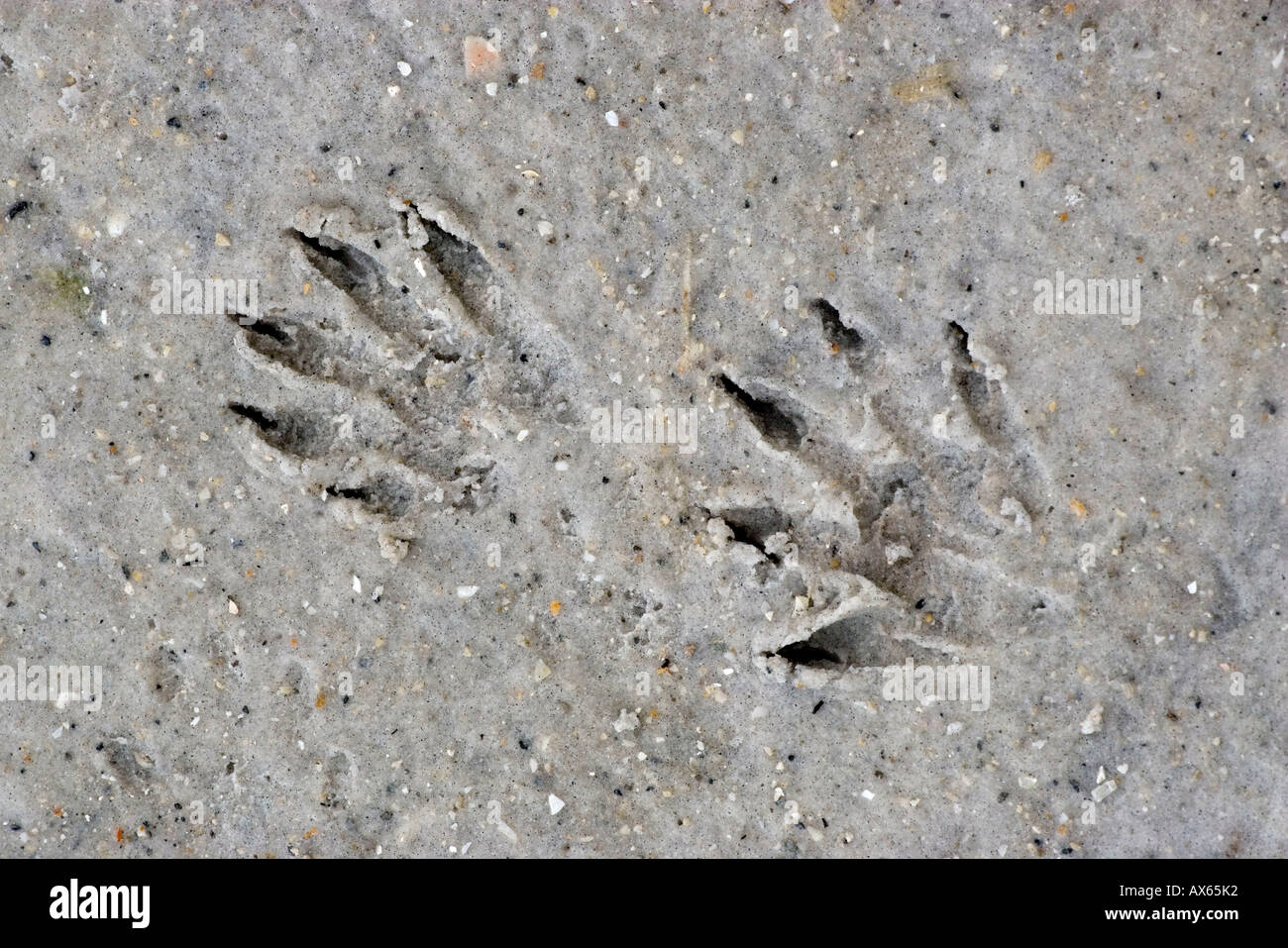 Raccoon tracks in sand hi-res stock photography and images - Alamy
