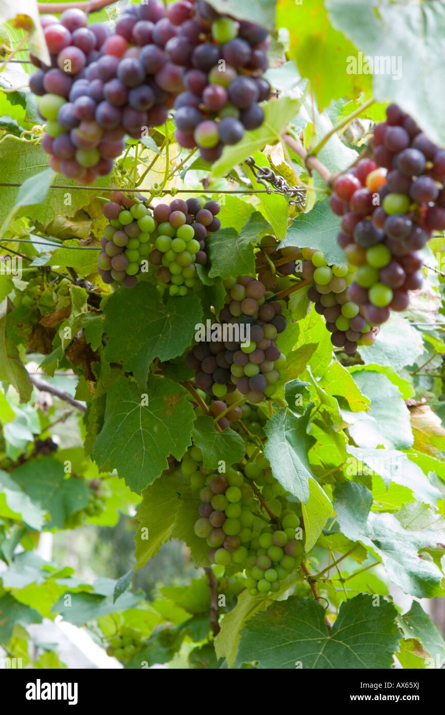 Indian grapes in nandi hills of karnataka hires stock photography and