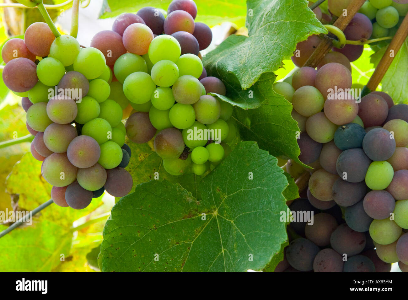 Indian grapes in nandi hills of karnataka hires stock photography and