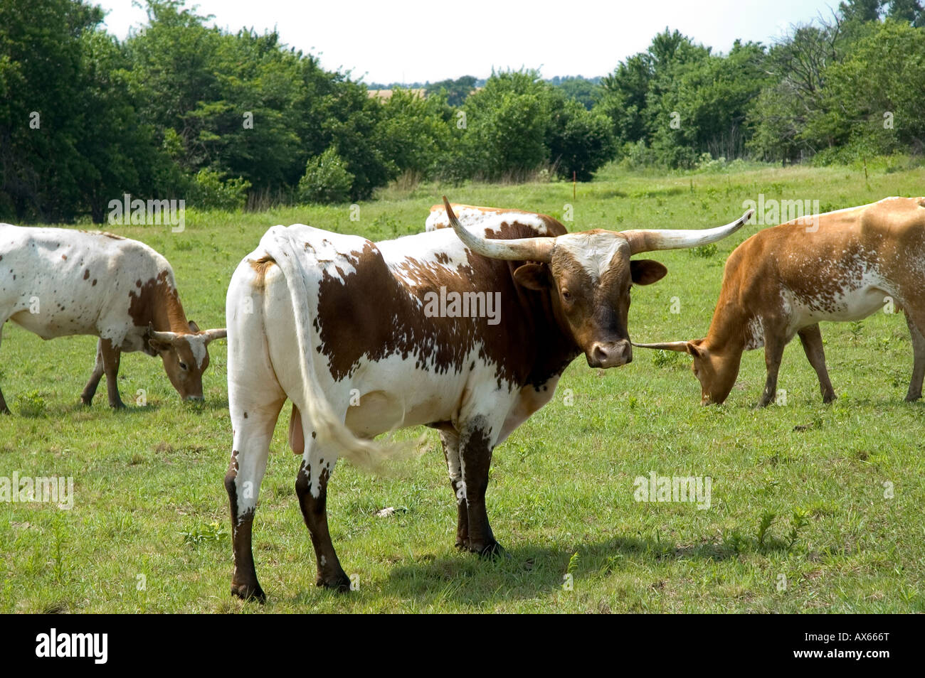 Texas longhorn bull cows bos hi-res stock photography and images - Alamy
