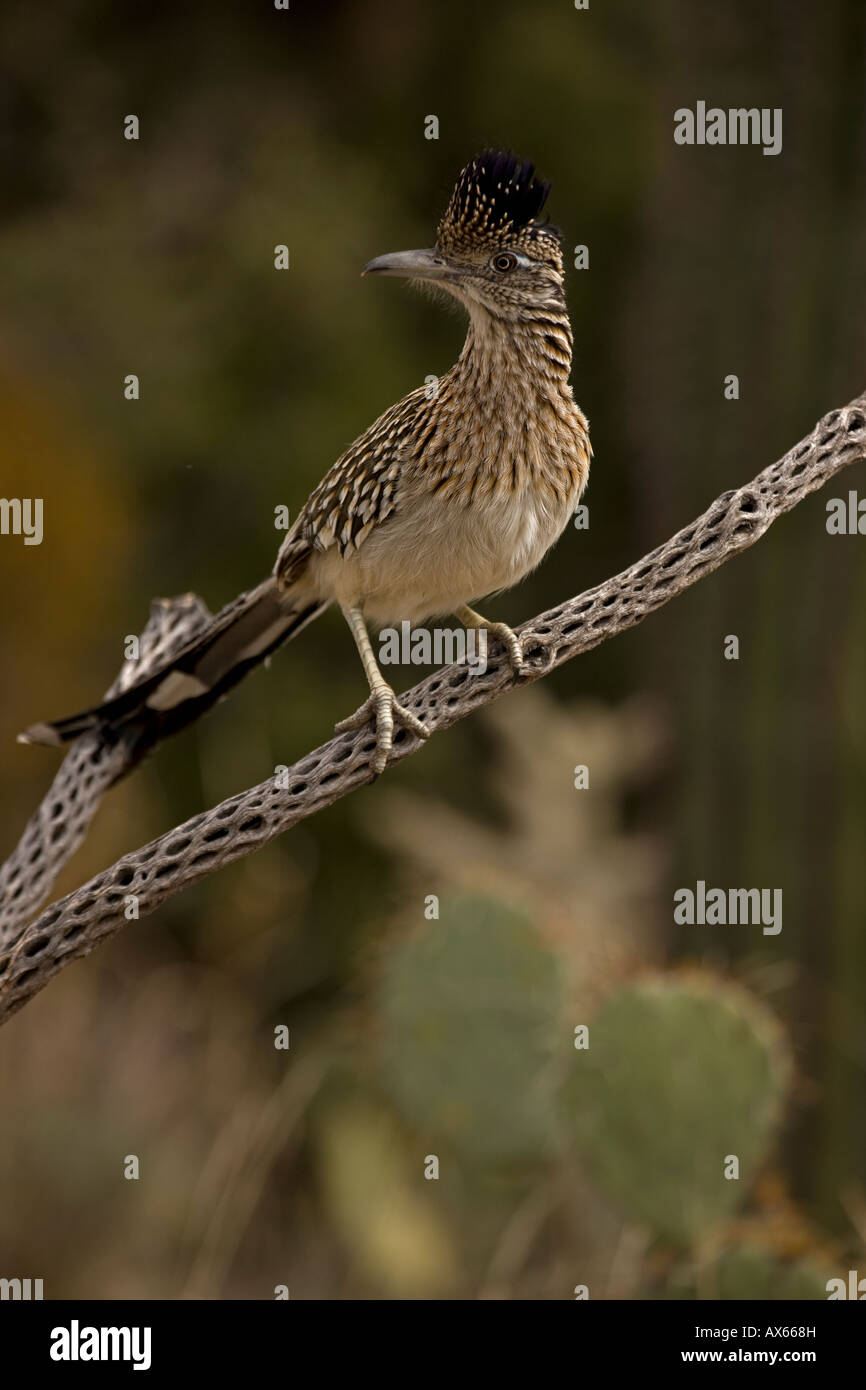 Greater Roadrunner Perched on Branch in Sonoran Desert of Arizona Stock Photo