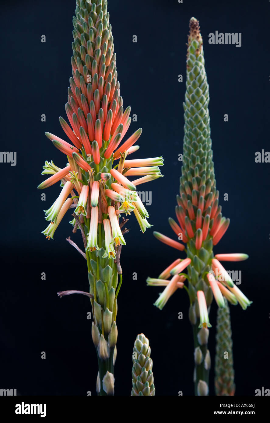 Aloe succotrina flowers an attractive aloe from the Western Cape South Africa Stock Photo