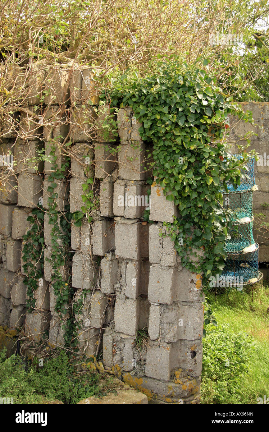 Ruined wall to a shelter at the Mont Fleury Battery, Gold Beach ...