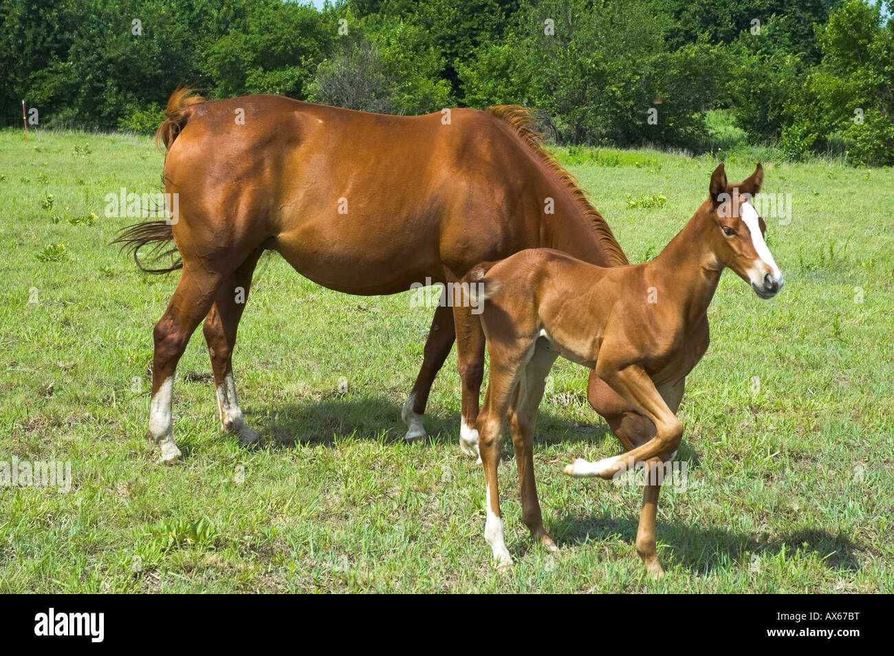 An American quarter horse mare and foal at pasture. Oklahoma, USA Stock