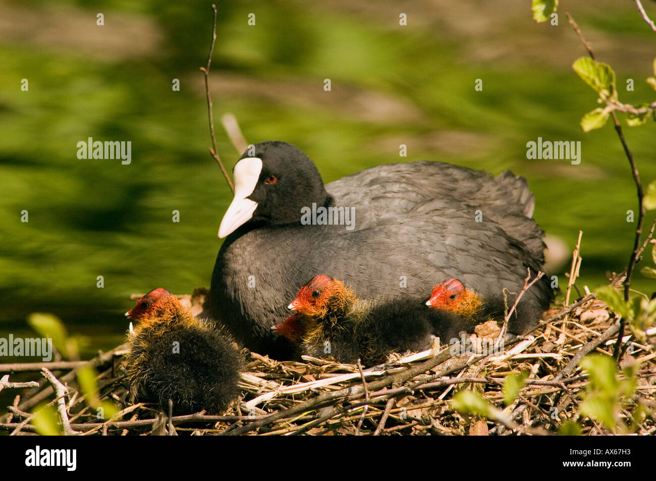 Coot images hi-res stock photography and images - Alamy