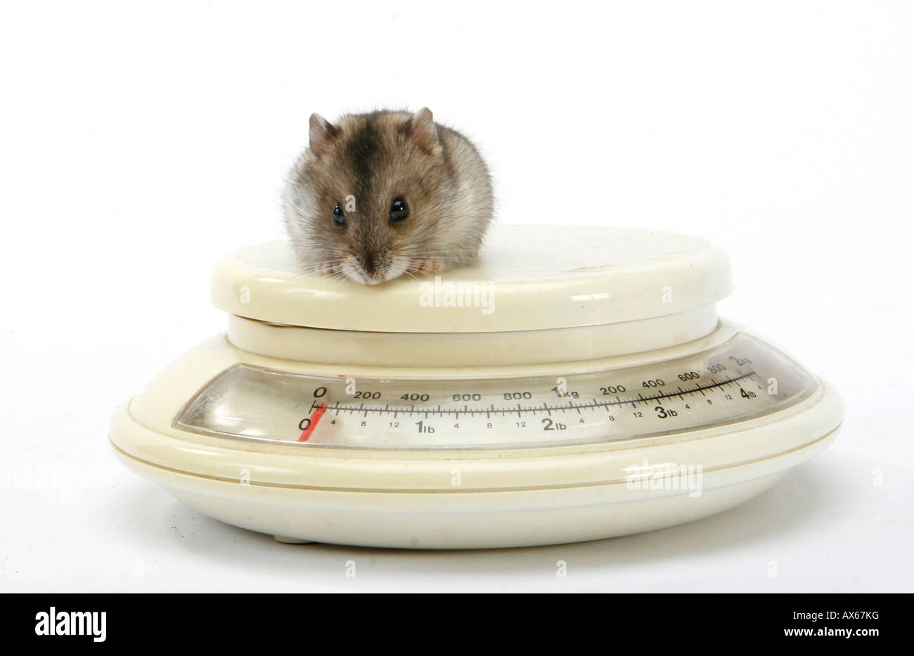 Image showcasing Russian Dwarf Hamster Stock Photo - Alamy