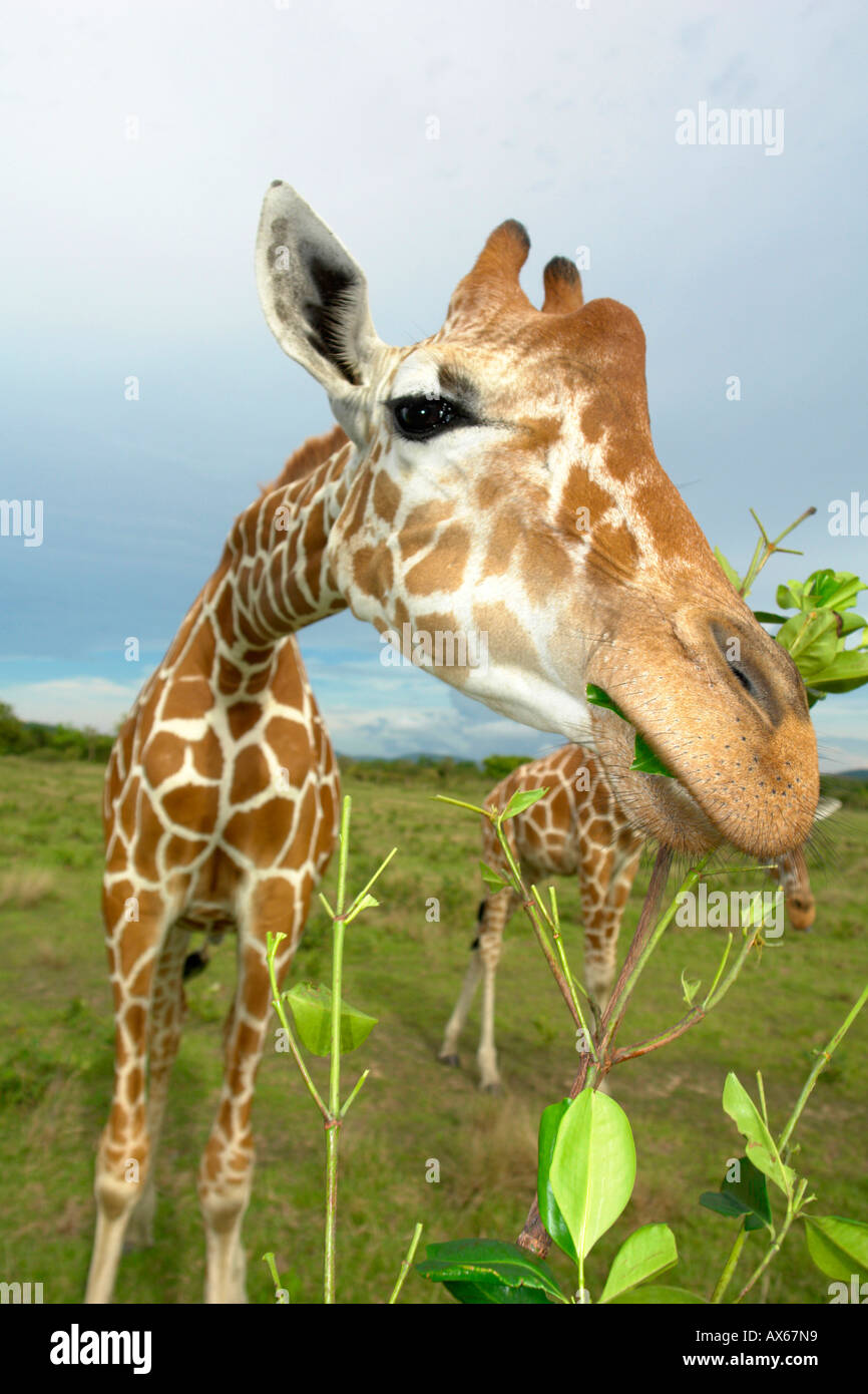 Philippines, Calauit Island, giraffe Stock Photo
