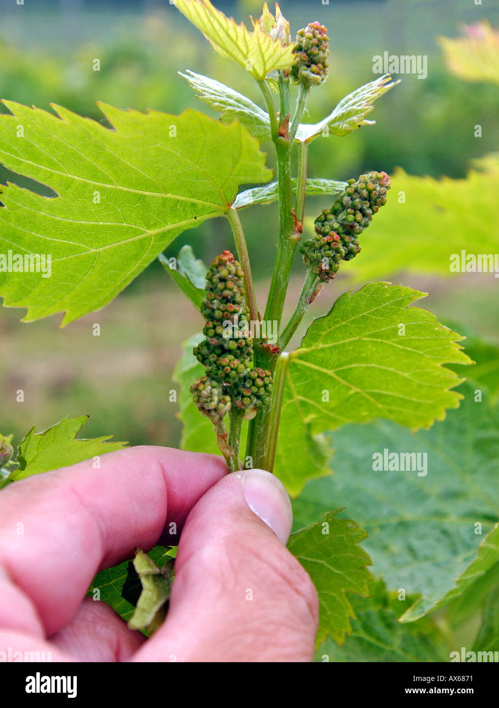 Grapes Growing Stages