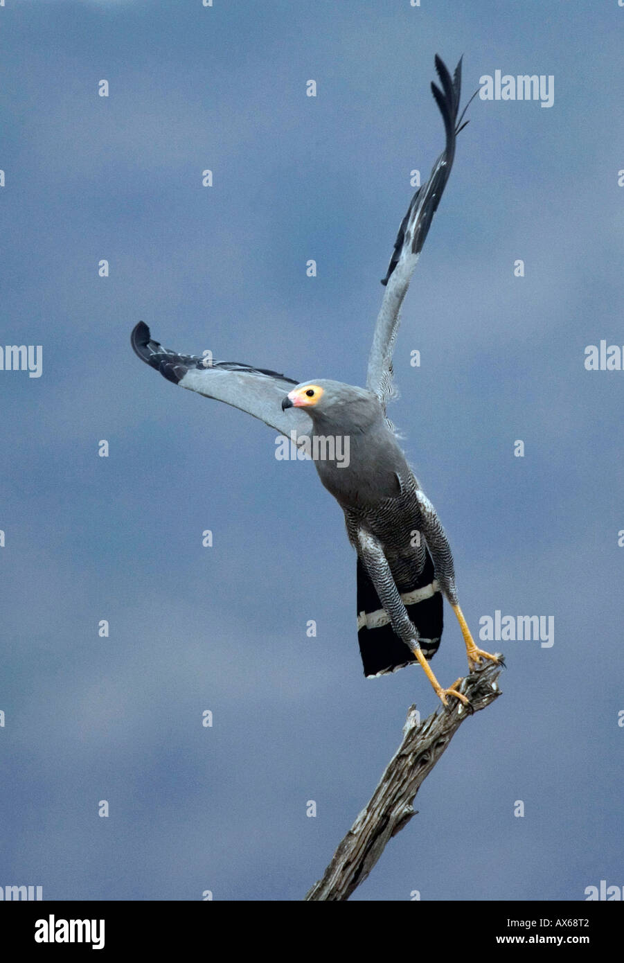 African harrier hawk polyboroides typus adult hi-res stock photography ...