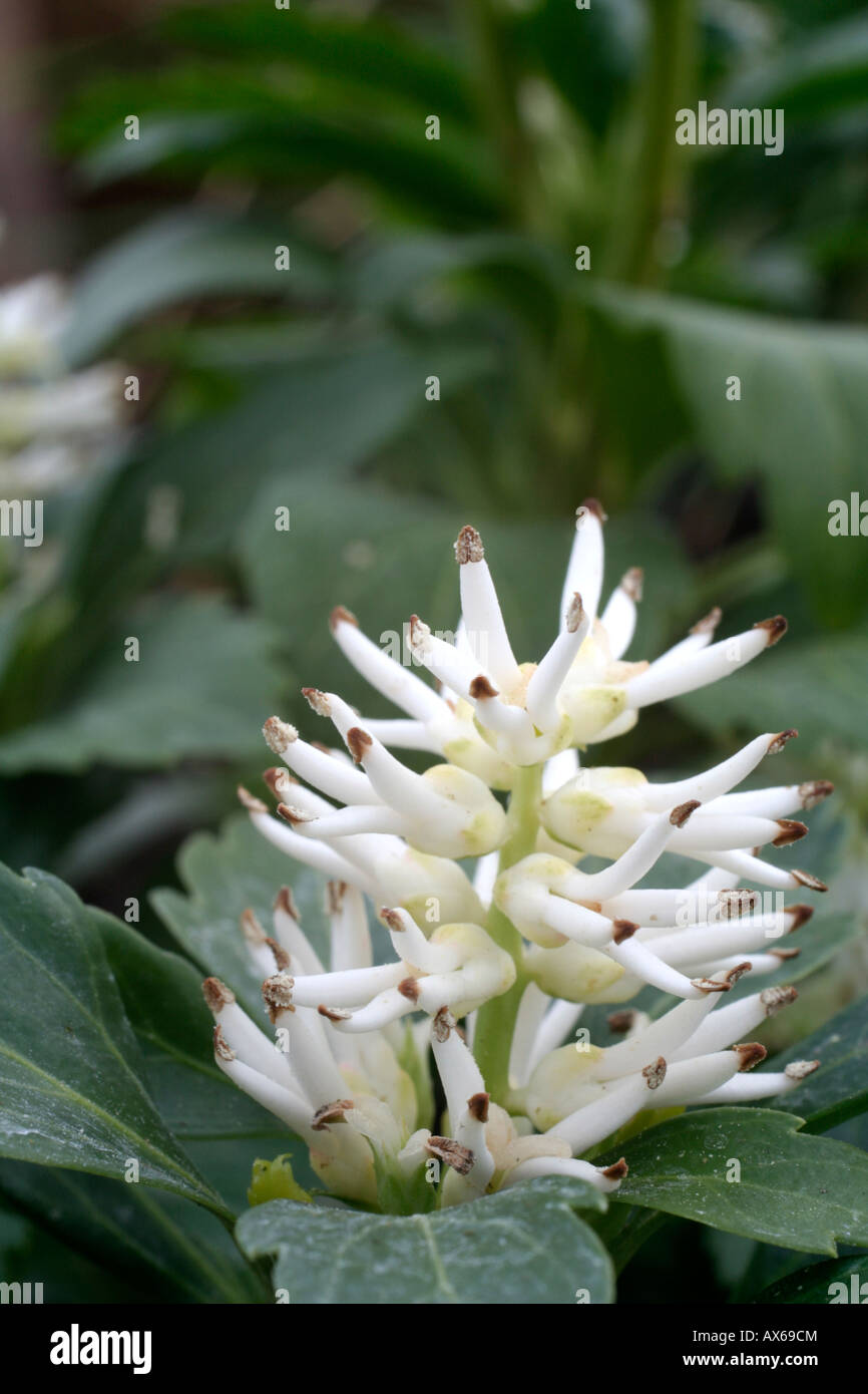 PACYSANDRA TERMINALIS GREEN CARPET AGM Stock Photo