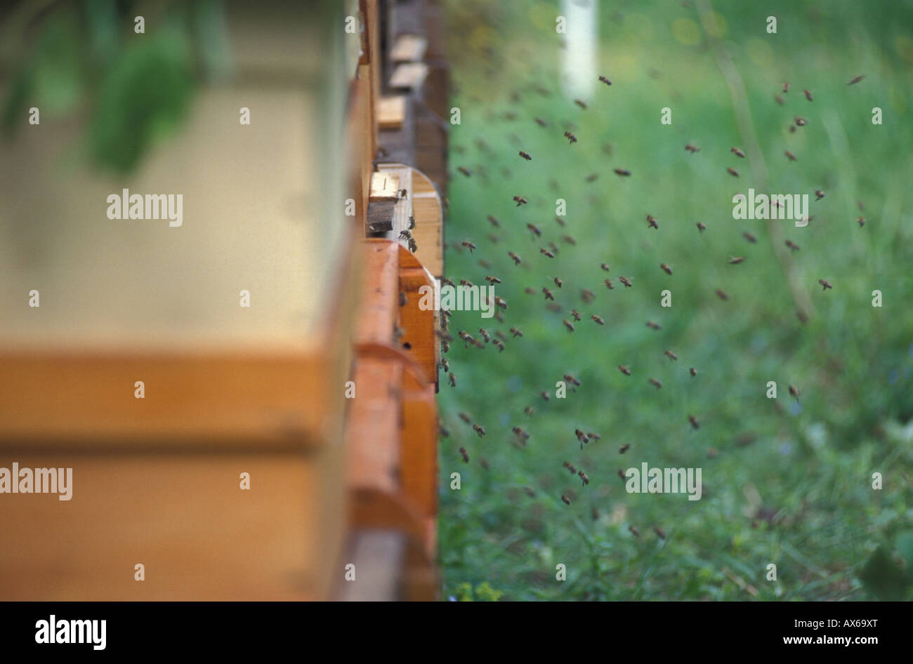 Before insects hi-res stock photography and images - Alamy