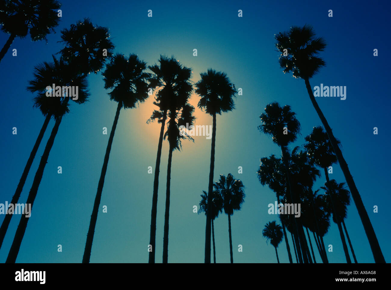 Cross Processed Palm Trees at Doheny State Beach, Orange County