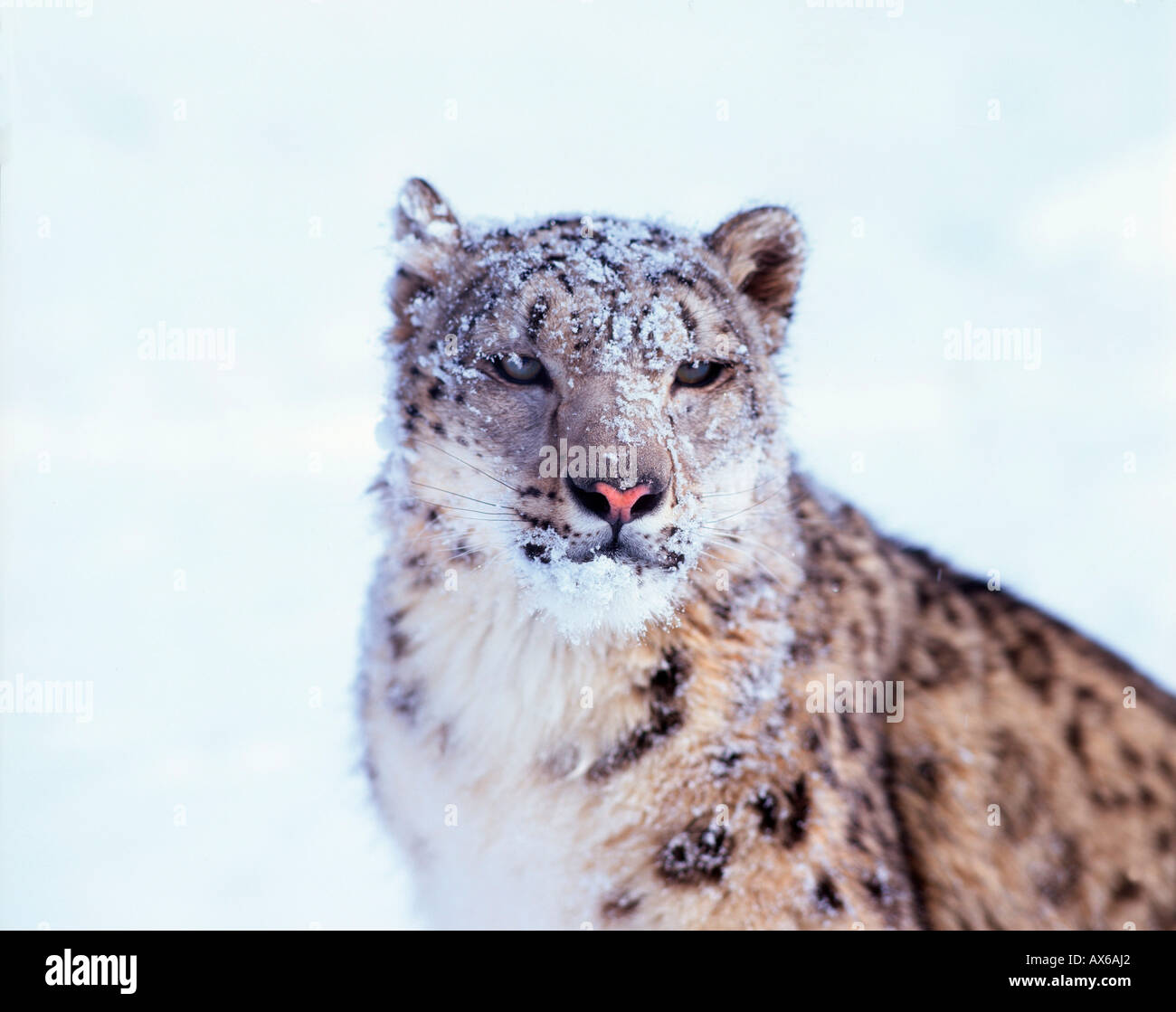 Snow Leopard / Irbis Stock Photo - Alamy