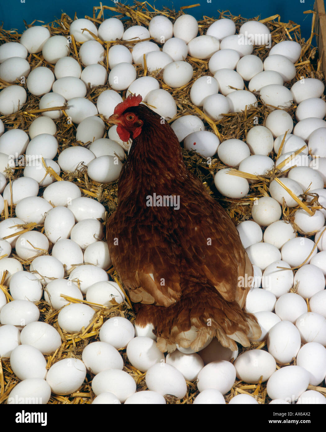 Domestic Fowl Stock Photo - Alamy