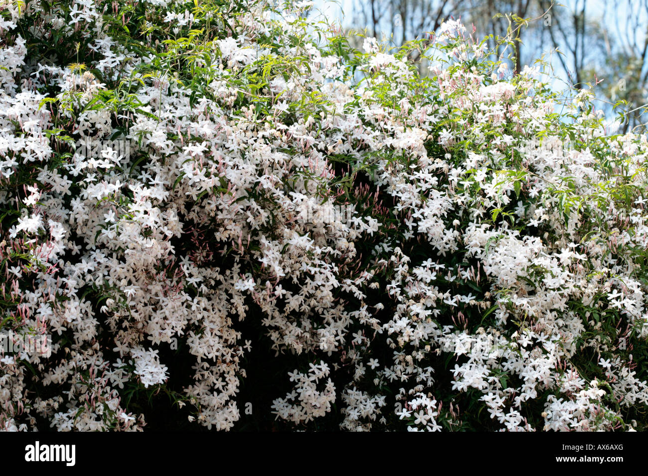 Common White Jasmine/Poet's Jasmine/True JasmineJasminium officinaleFamily