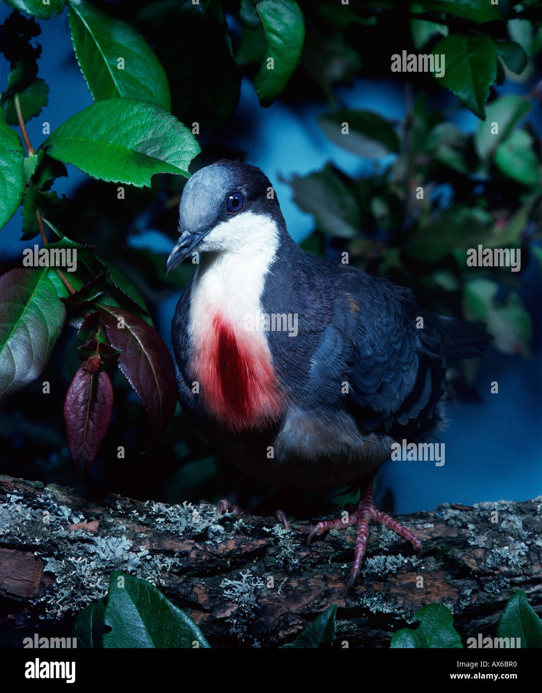 Pombo-apunhalado, Pombo-apunhalado Gallicolumba luzonica Vi…