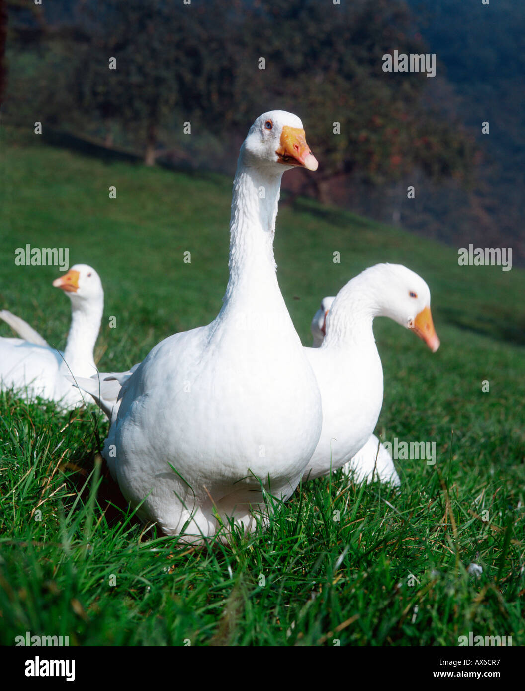 Domestic Goose Stock Photo Alamy