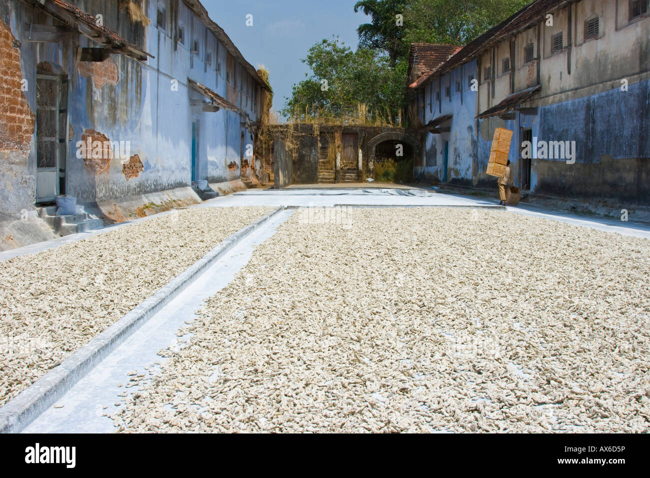 Ginger Drying in the Sun in Mattancherry Cochin India Stock Photo