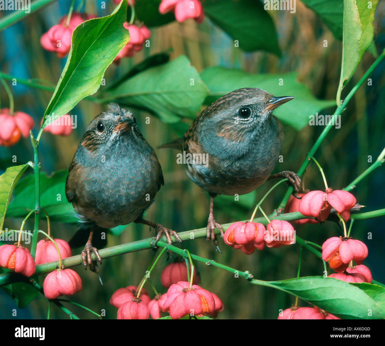 Dunnock / Hedge Sparrow  Stock Photo