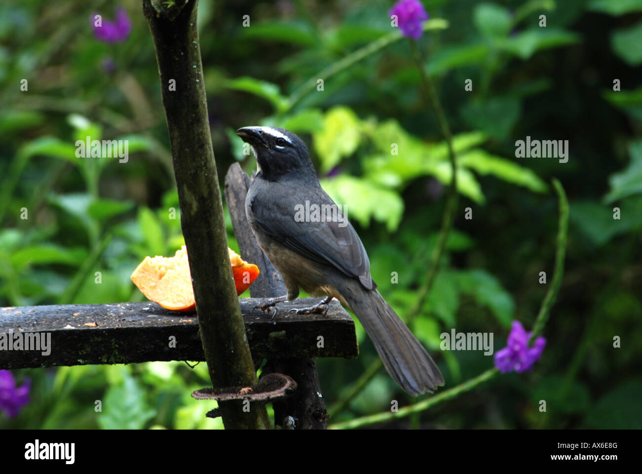 Greyisch Saltator, Saltator coerulescens, Arenal, Costa Rica Stock Photo