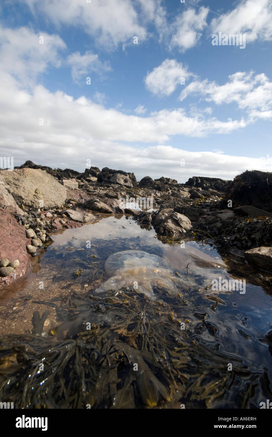 Jellyfish in a rockpool on the Scottish coast near Castle Douglas Stock Photo