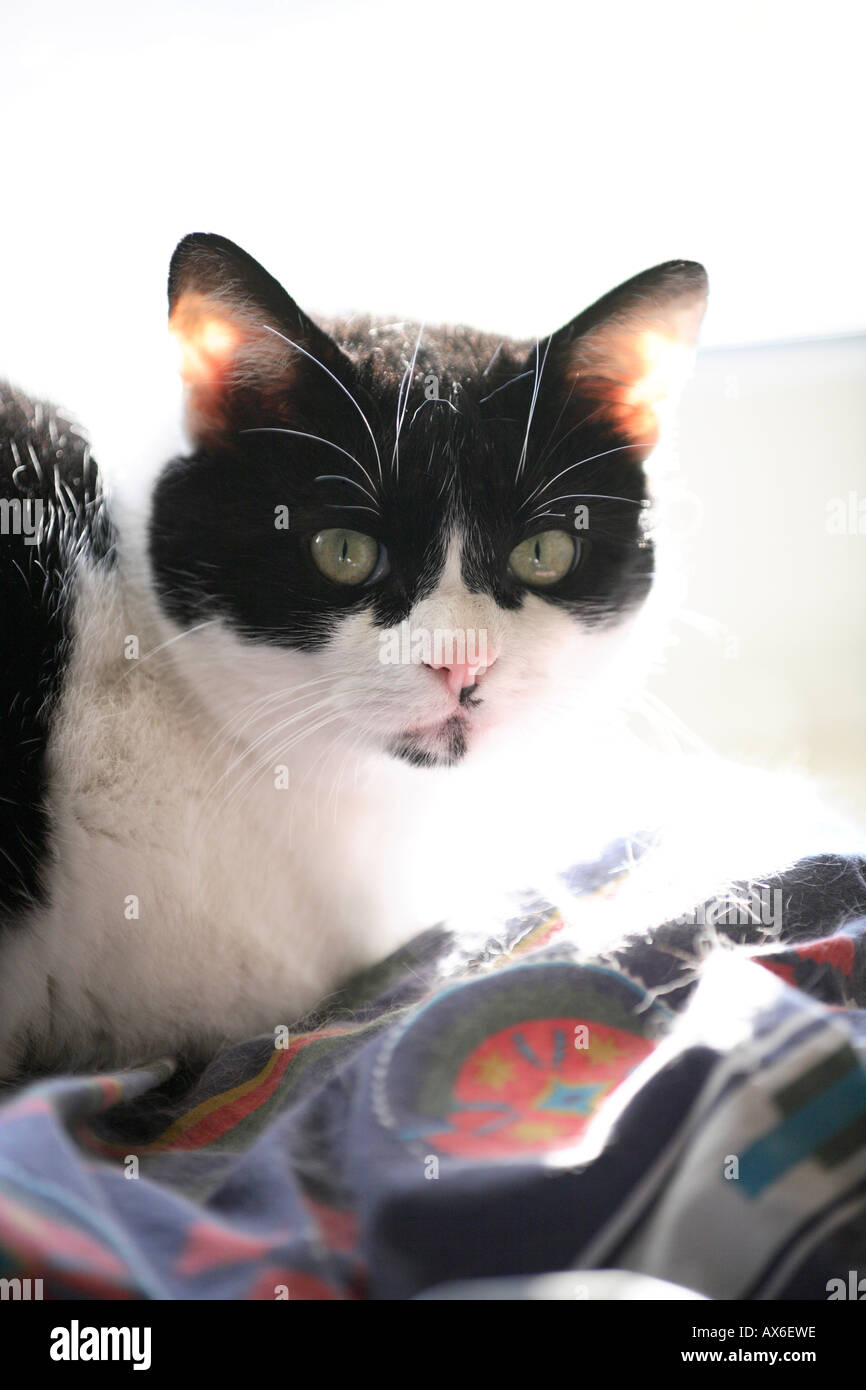 Portrait Of Black White European Shorthair Cat Germany Europe
