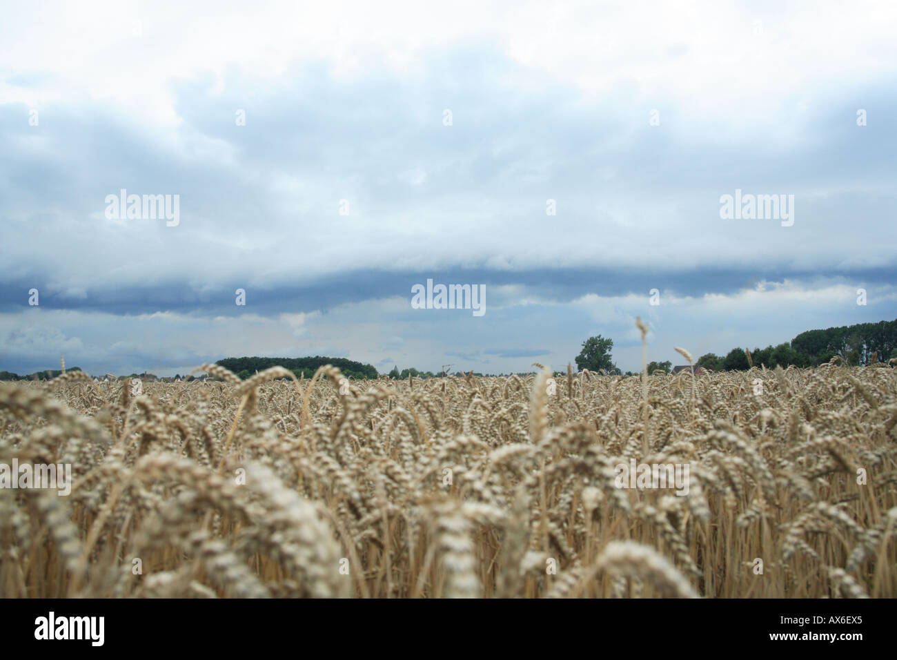 shelf cloud and cold front over grain field. boenen, northrhine westphalia, germany, europe Stock Photo