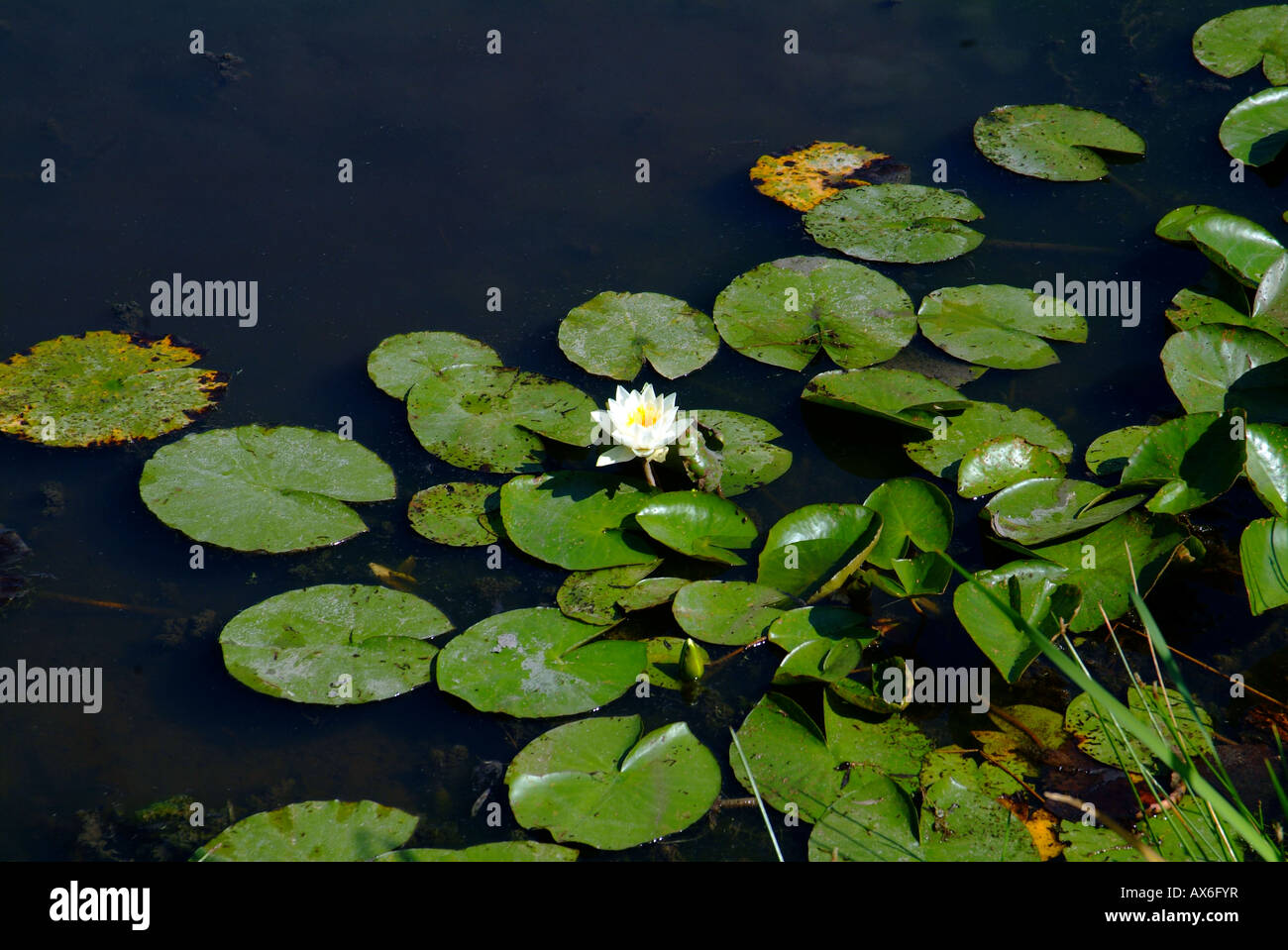 Buckland Village in Surrey on a summer morning water lily pond lily