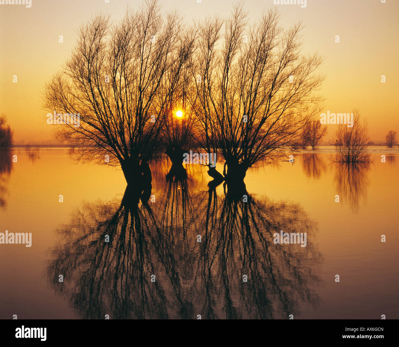 Silhouette of willow trees at dusk, River Ijssel, Netherlands Stock Photo