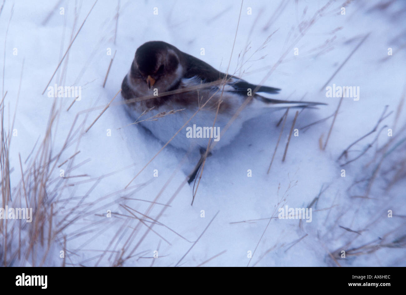 Snow Bunting in snow Cairngorms Stock Photo