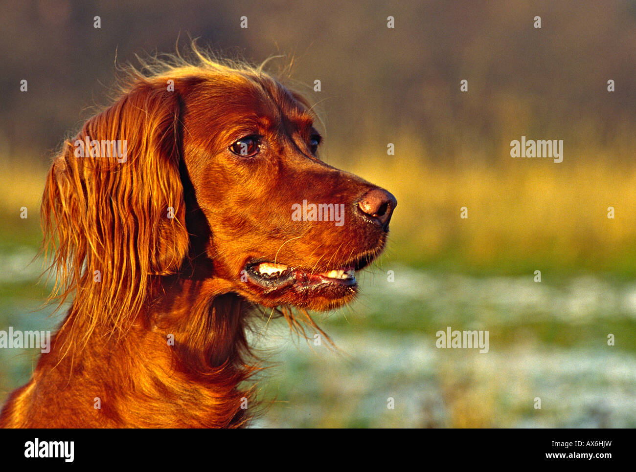 Close-up of Irish Setter dog's face Stock Photo