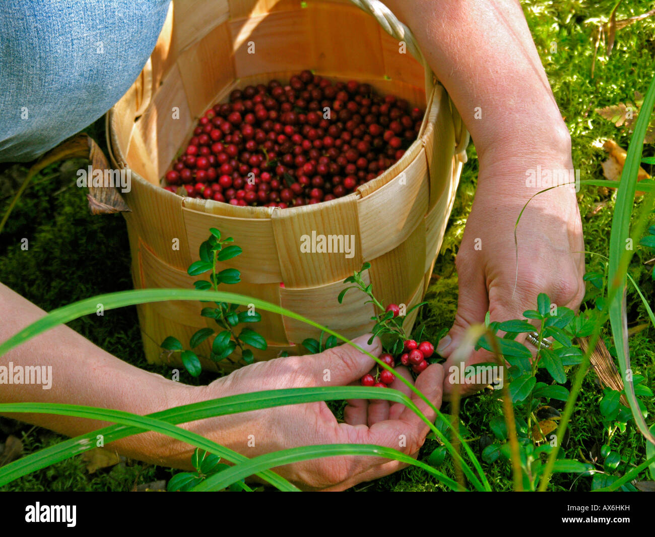 Close-up of person's hands picking cowberries Stock Photo