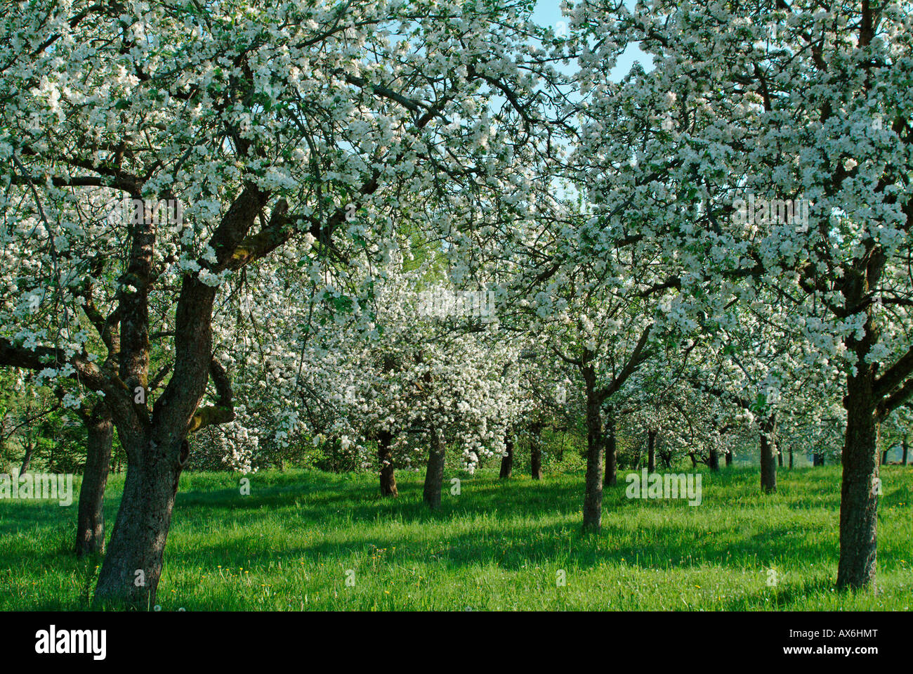 Apple trees blooming in field Stock Photo