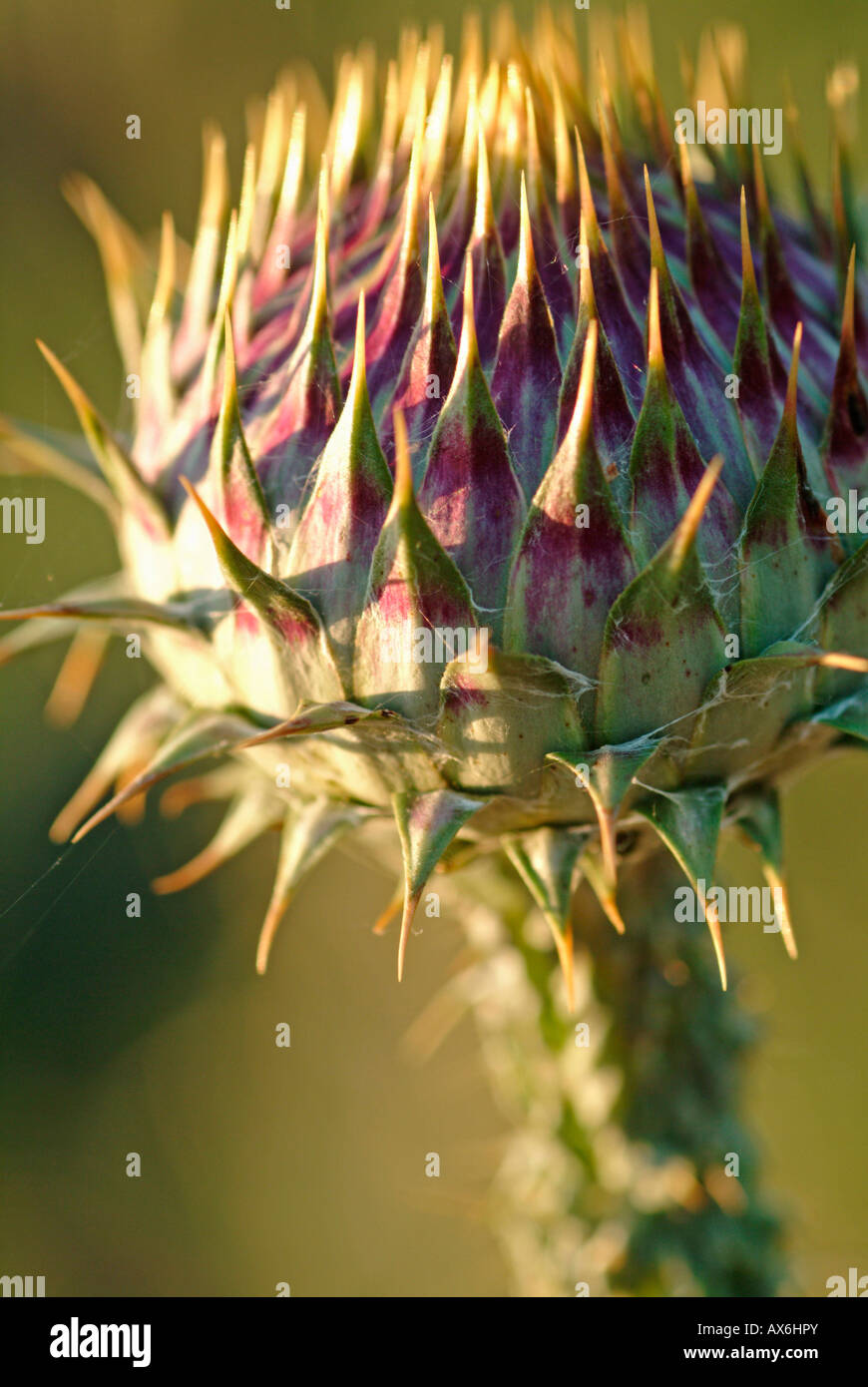 Close up flower photos hi-res stock photography and images - Alamy