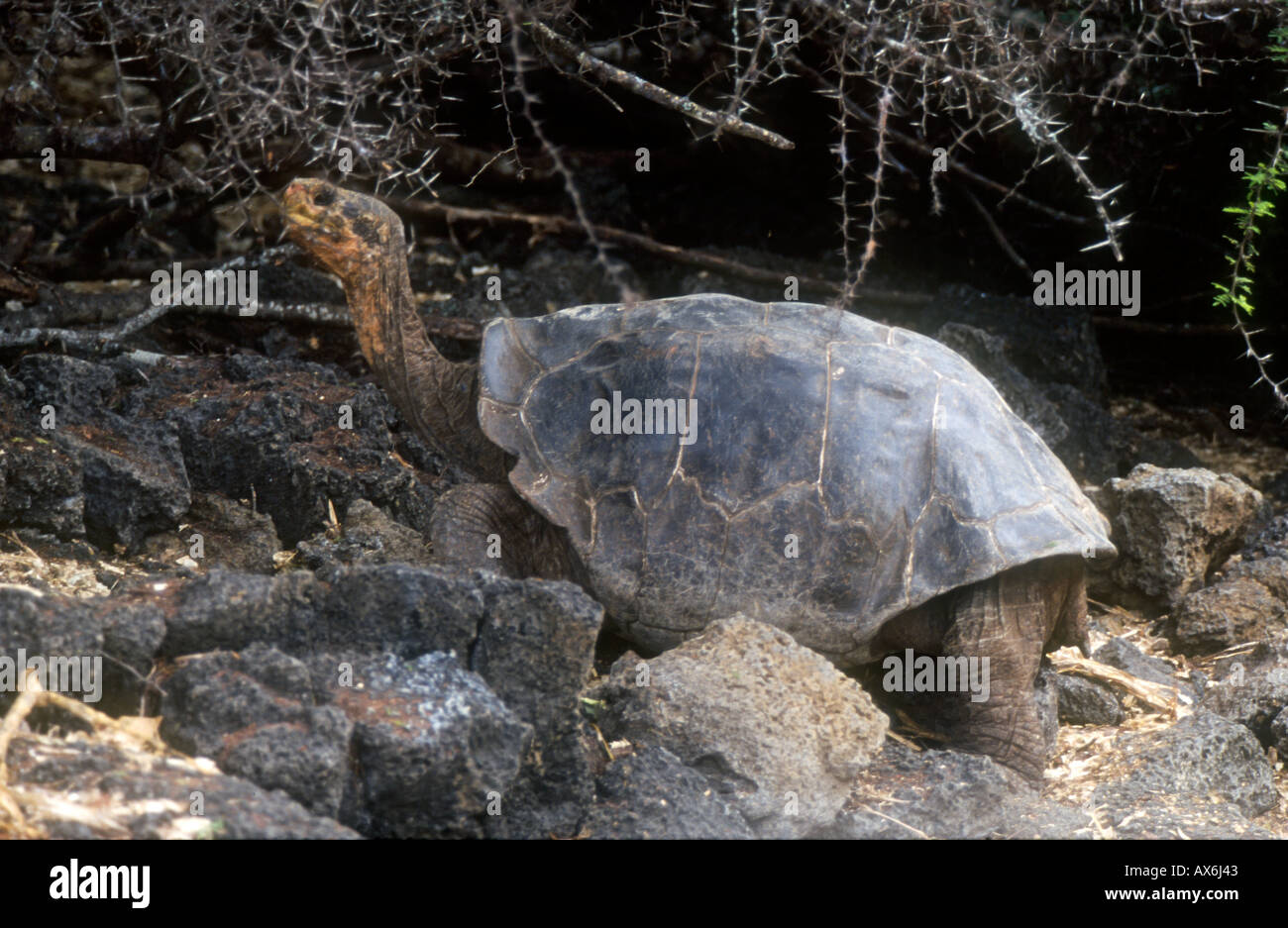 Galapagos Giant Tortoise Pinta Island Stock Photo
