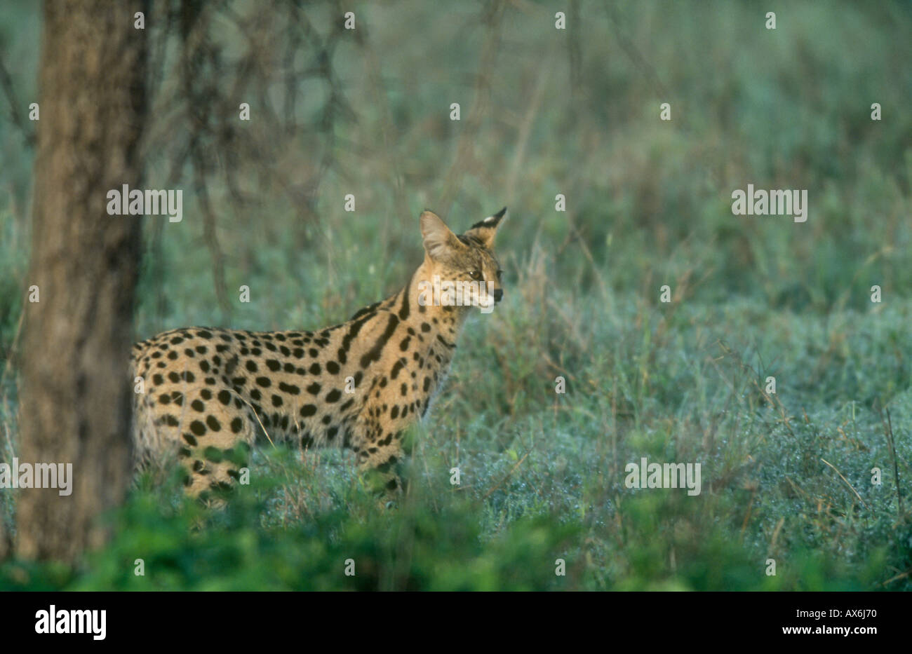 Male serval cat early morning hunt Stock Photo - Alamy