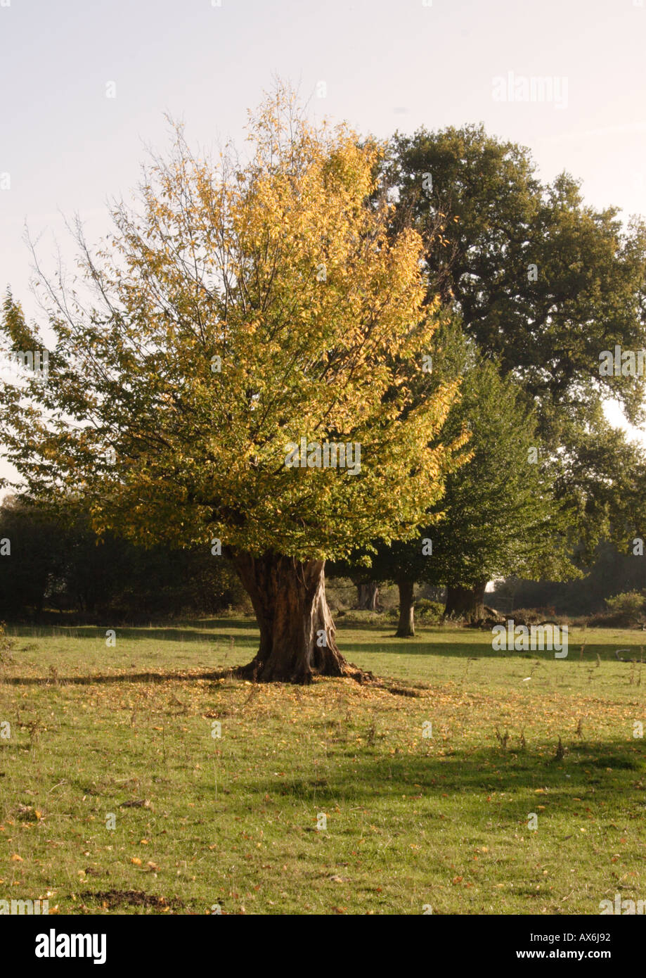 Tree trunks pollard hi-res stock photography and images - Alamy