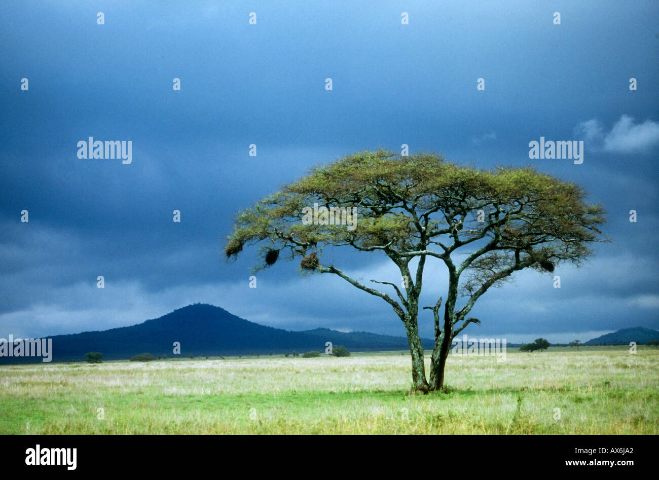 Acacia tree Kenya Maasai Mara Stock Photo Alamy