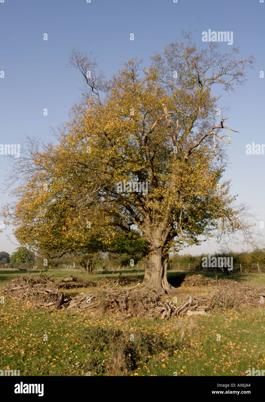 Tree trunks pollard hi-res stock photography and images - Alamy