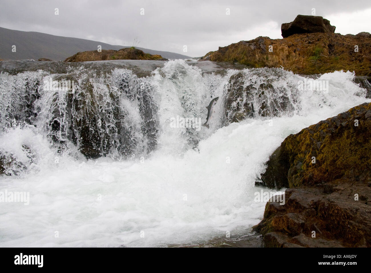 salmon jump waterfall heading upstream Stock Photo - Alamy