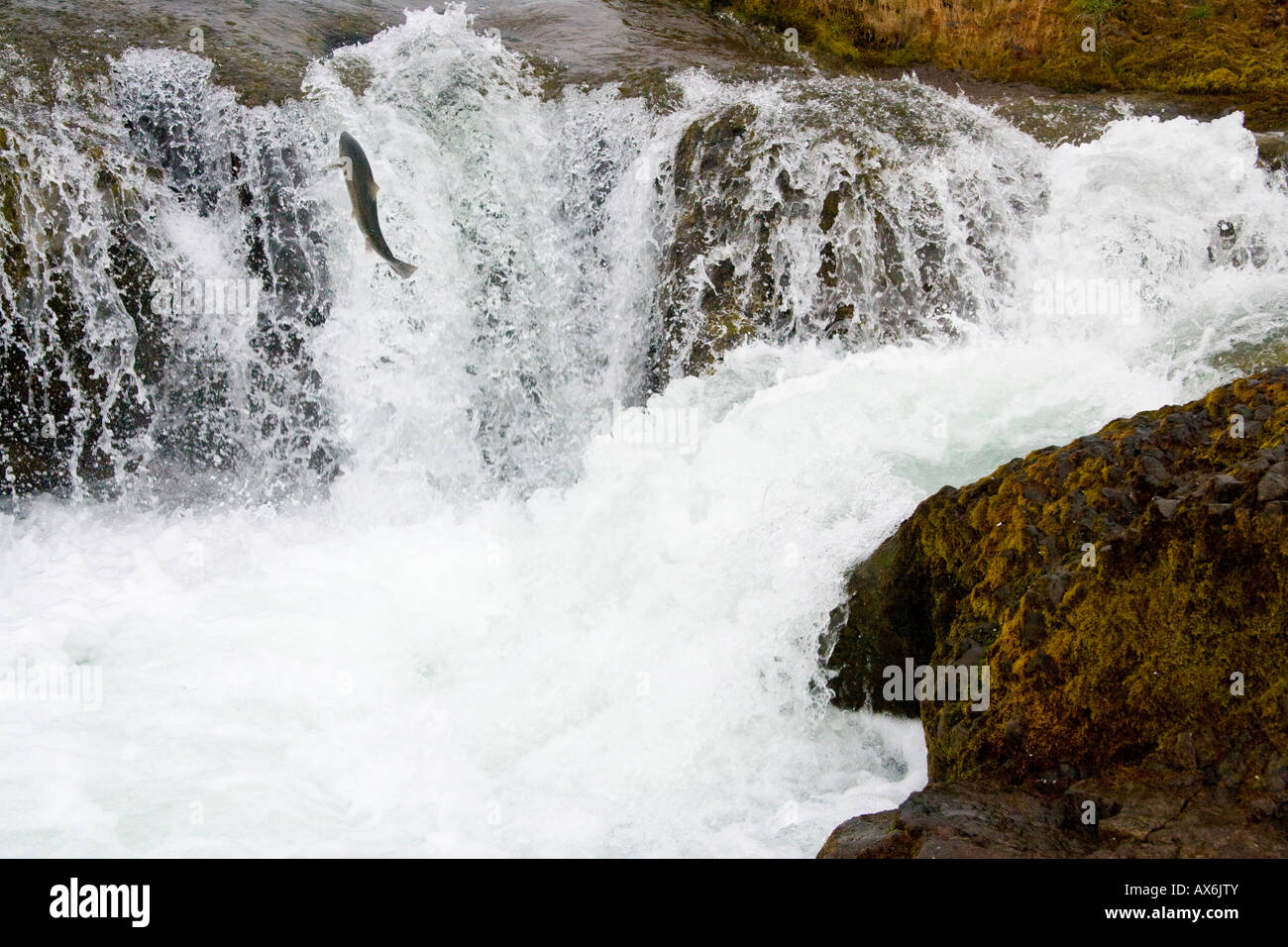 salmon jump waterfall heading upstream Stock Photo - Alamy