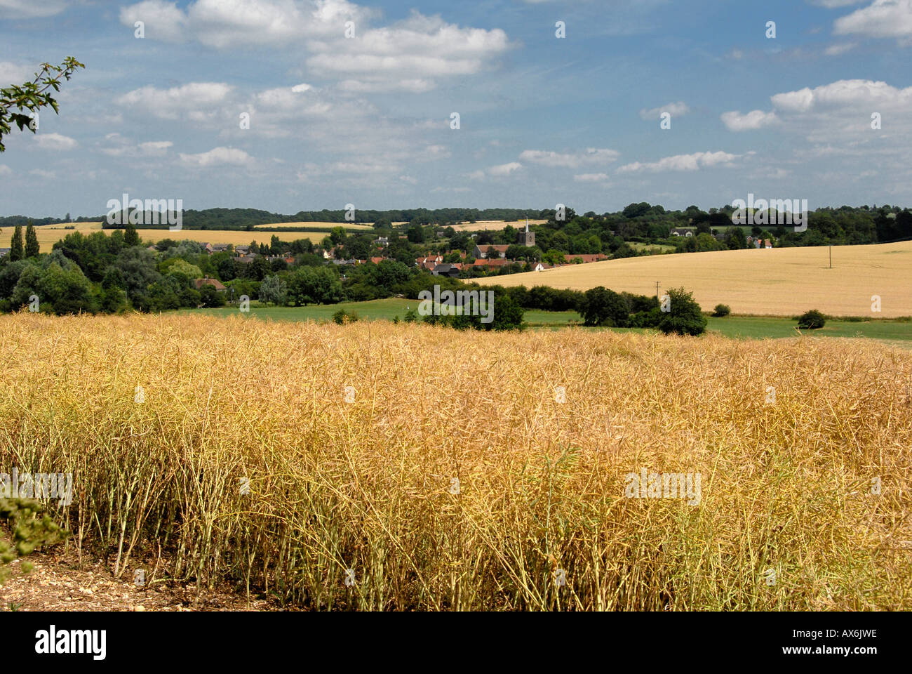 Hertfordshire countryside hires stock photography and images Alamy