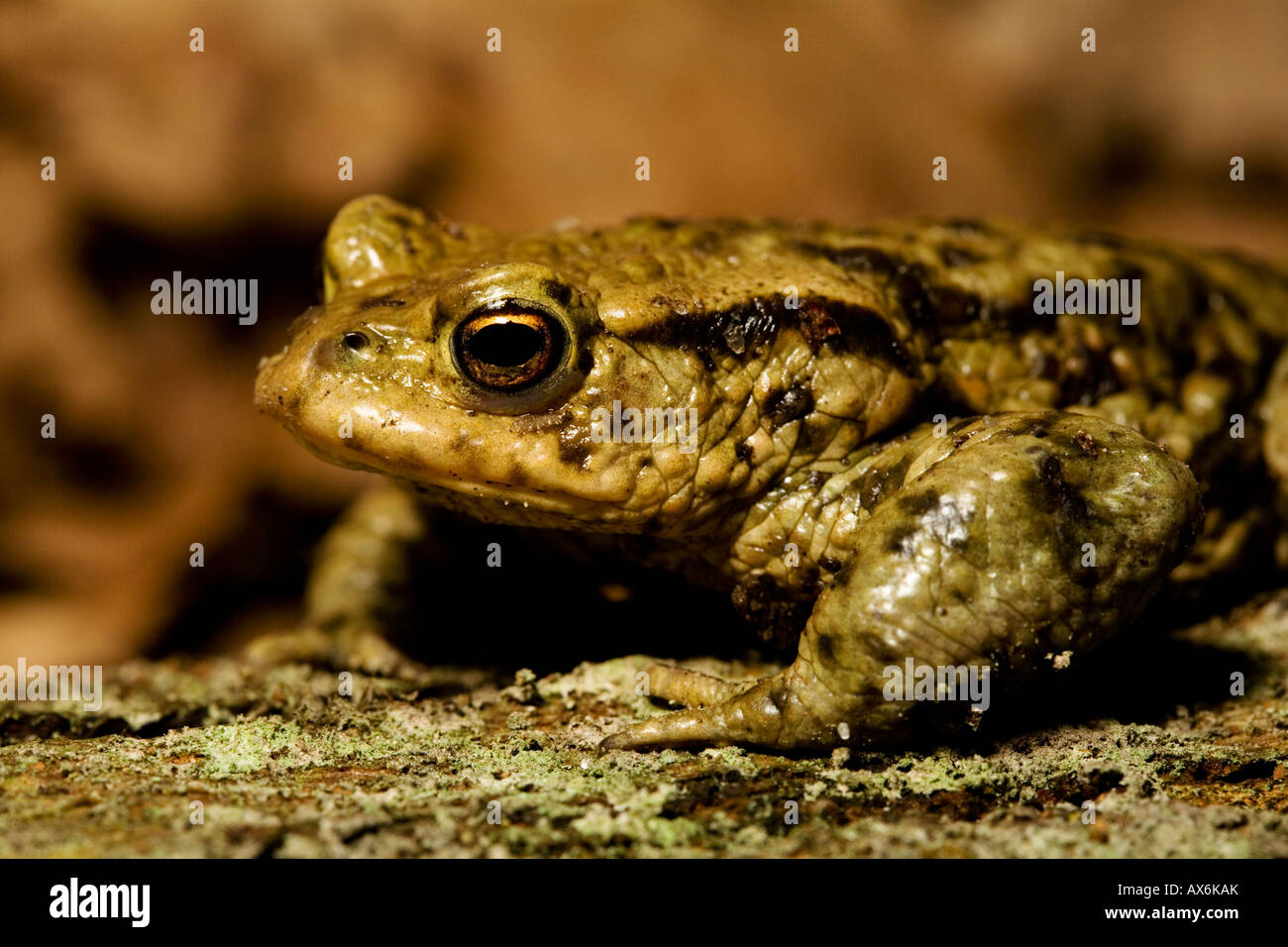 Bufo gutteralis hi-res stock photography and images - Alamy