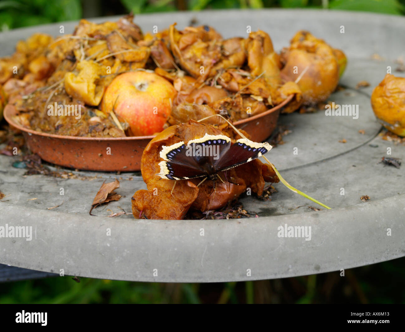 butterfly park, butterfly on rotting fruit Stock Photo Alamy