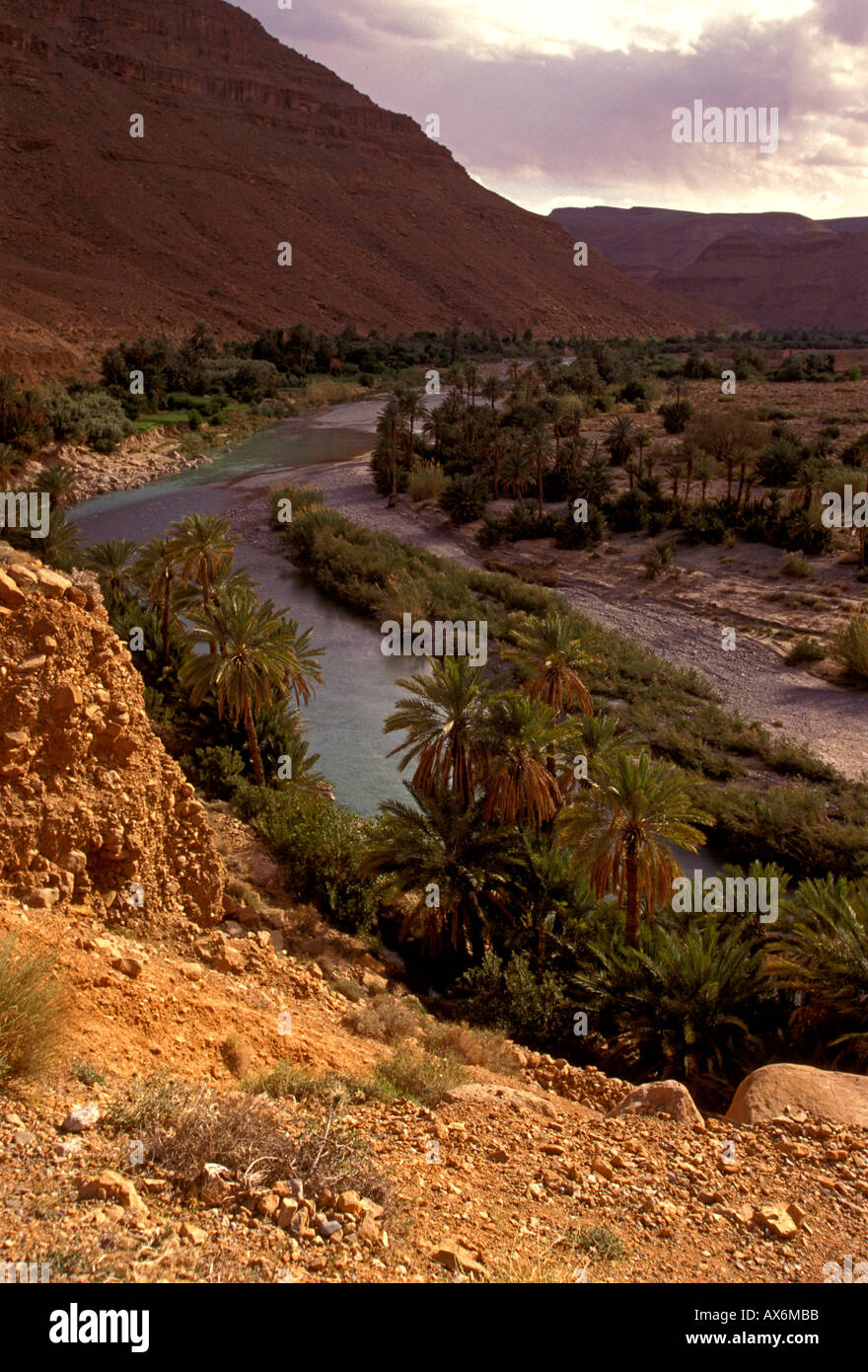 oasis, palm trees, palmery, palmerie, Ziz River, Ziz Gorge, Ziz Valley, Vallee du Ziz, High Atlas Mountains, Tafilalet region, Morocco, Africa Stock Photo