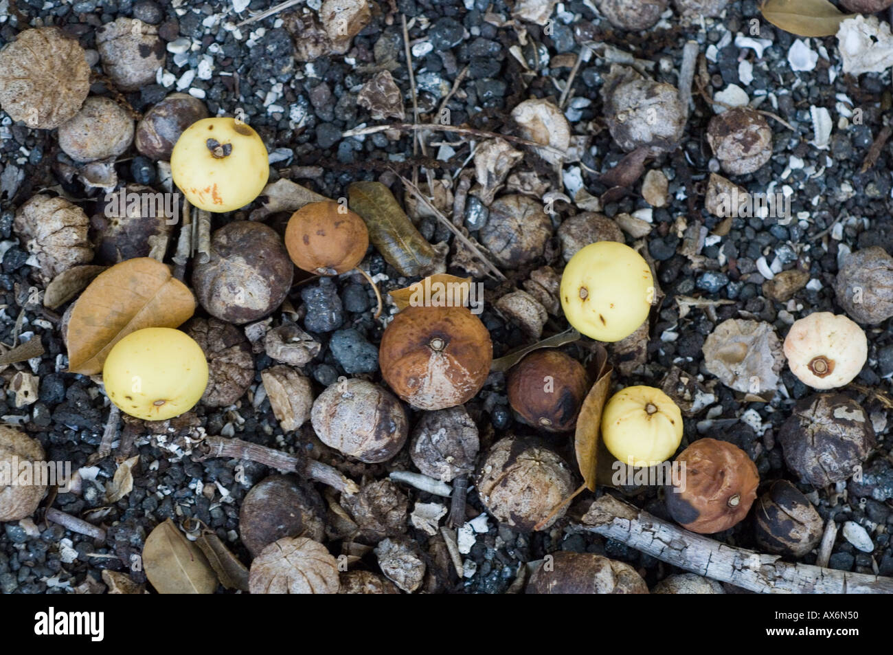 Poison Apple (Hippomane mancinella) rotting fruits on ground, Santa Cruz, Galapagos, Ecuador Stock Photo