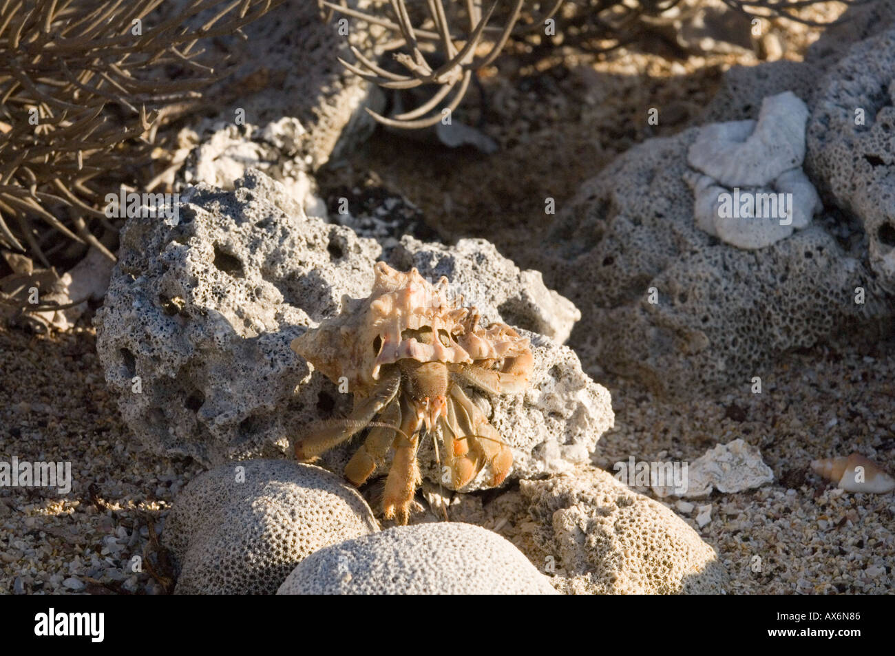 Semi Terrestrial Hermit Crab High Resolution Stock Photography and ...