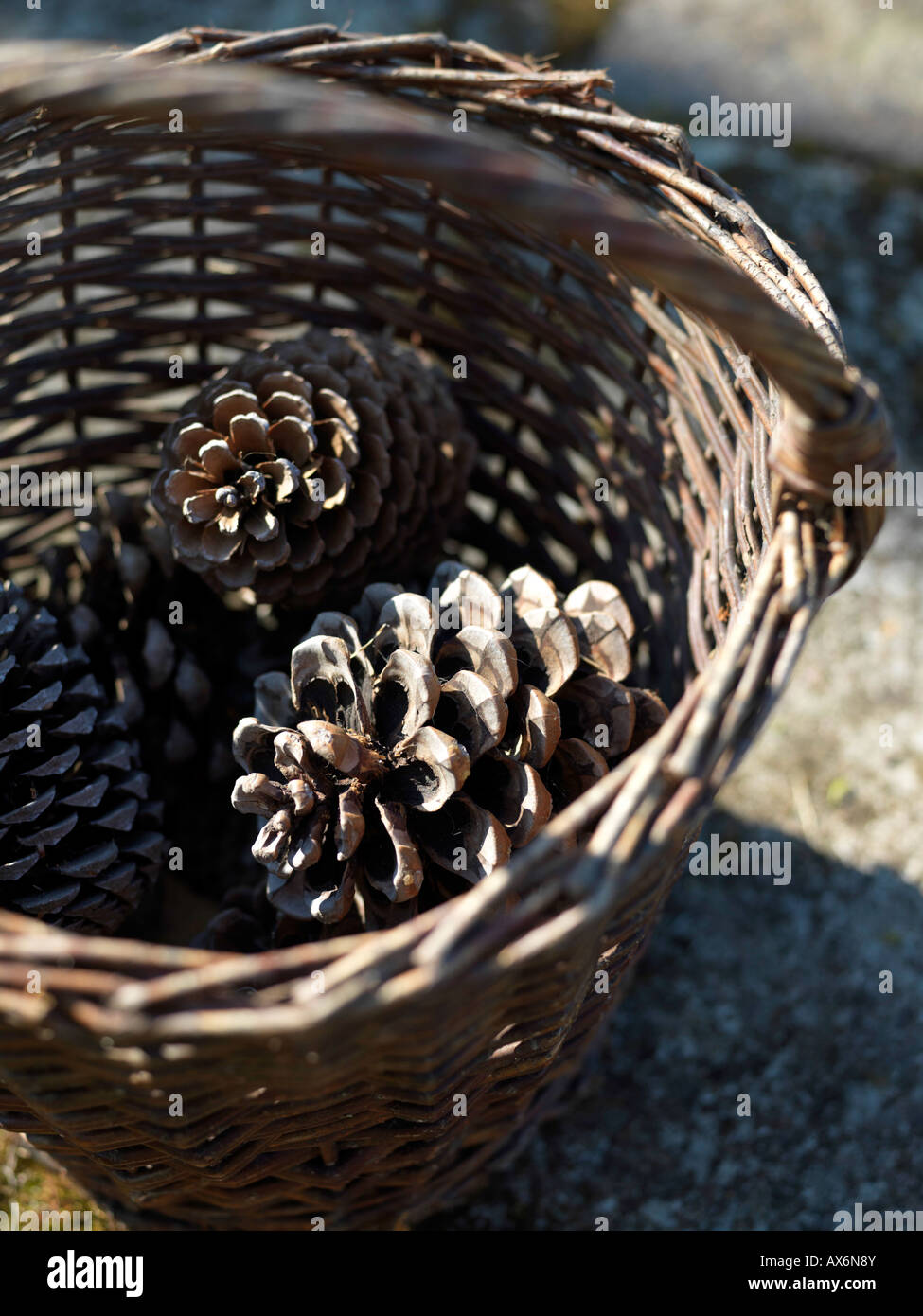Pine cones in basket Stock Photo Alamy