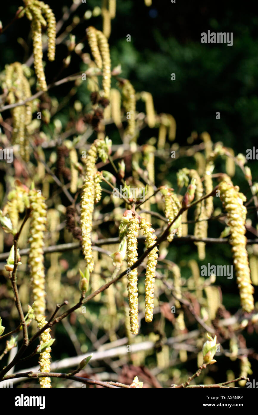ALNUS FIRMA MULTINERMIS Stock Photo - Alamy