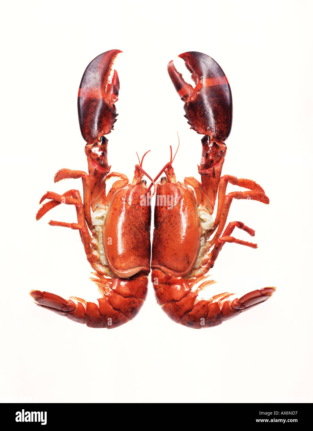 Two halves of a lobster Stock Photo Alamy